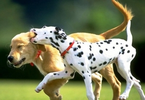 Two dogs running in a field with one dog licking the other.