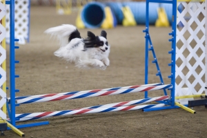 EVENT - Agility Run Thru @ ANIMAL WATCHERS’ AMAZING CANINE’S AGILITY RUN THRU  | Huachuca City | Arizona | United States