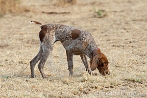 Scent/Nose Work Classes @ Animal Watchers & More | Huachuca City | Arizona | United States