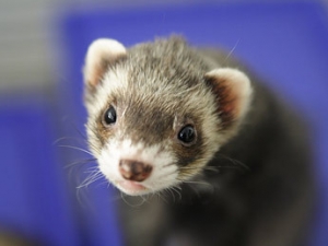 A ferret is looking at the camera.