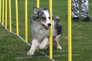 Agility Classes - Advanced SAT @ Animal Watchers & More | Huachuca City | Arizona | United States