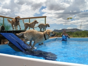 A group of dogs in the pool with a person on it.