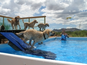 Dock Diving - Beginner @ Animal Watchers & More | Huachuca City | Arizona | United States