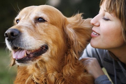 Benefits of Dog Training