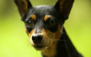 A black and brown dog is looking at the camera.