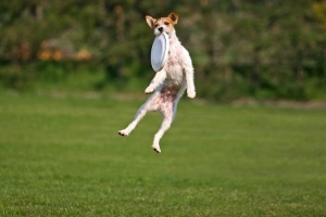 A dog jumping in the air to catch a frisbee.